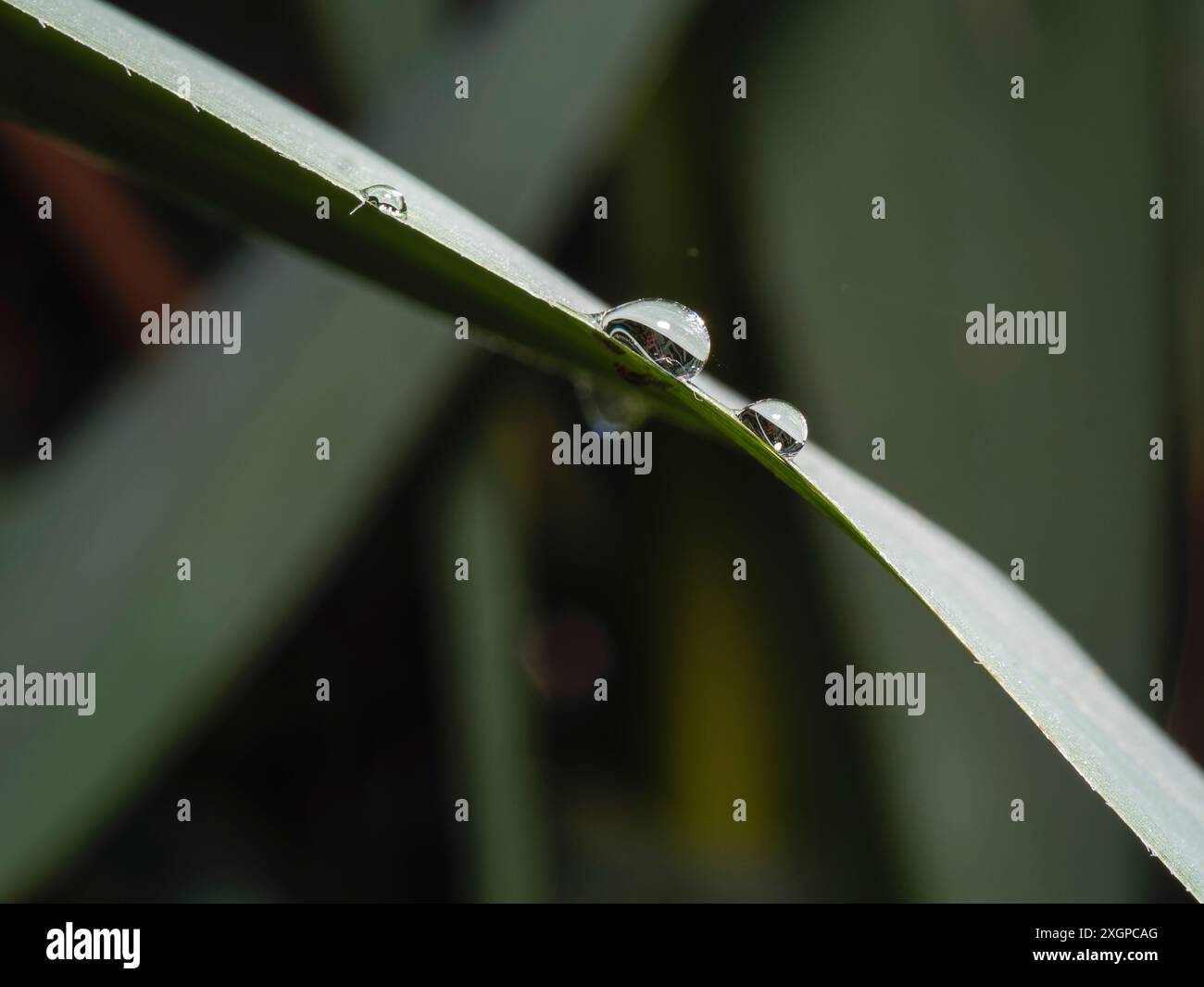 Tropfen Wasser. Wassertropfen auf ein Blatt. Wassertropfen auf grünem Blatt. Geringe Schärfentiefe. Stockfoto