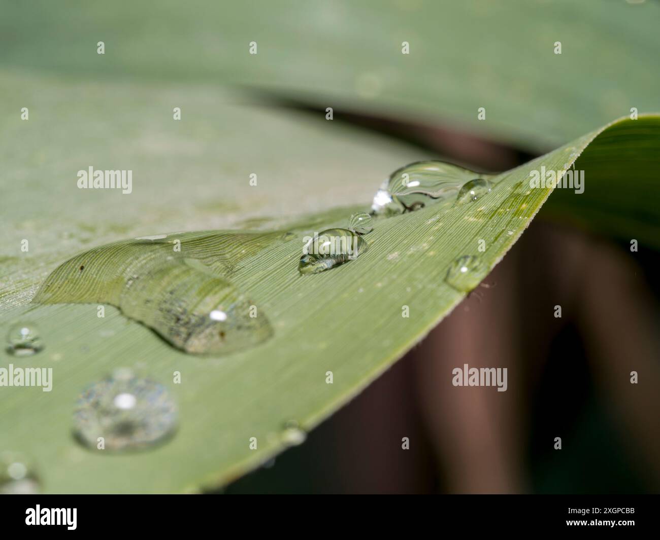 Tropfen Wasser. Wassertropfen auf ein Blatt. Wassertropfen auf grünem Blatt. Geringe Schärfentiefe. Stockfoto