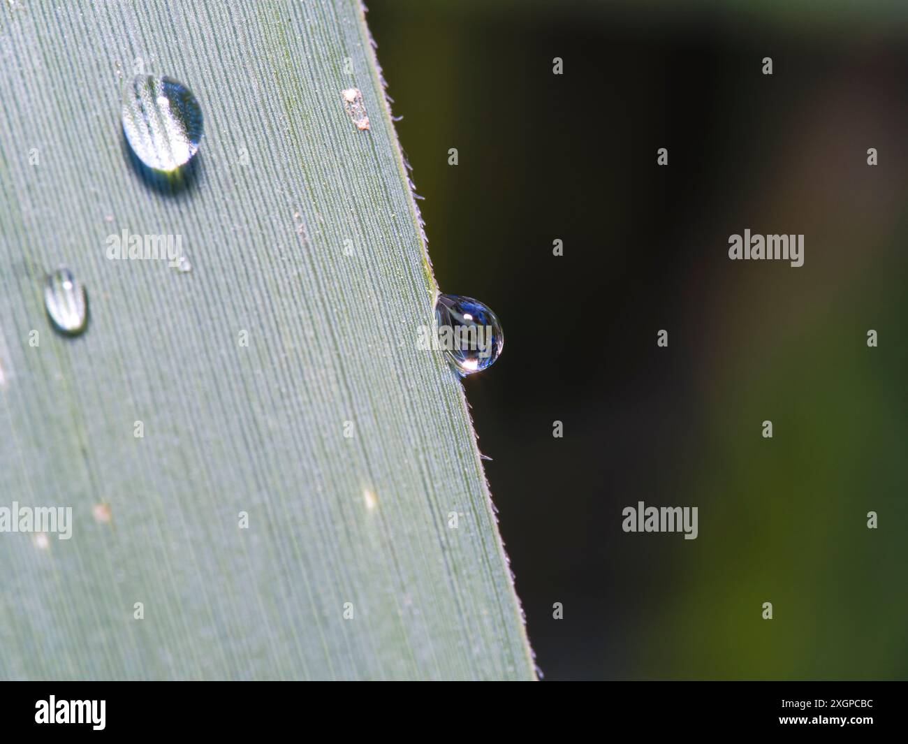 Tropfen Wasser. Wassertropfen auf ein Blatt. Wassertropfen auf grünem Blatt. Geringe Schärfentiefe. Stockfoto