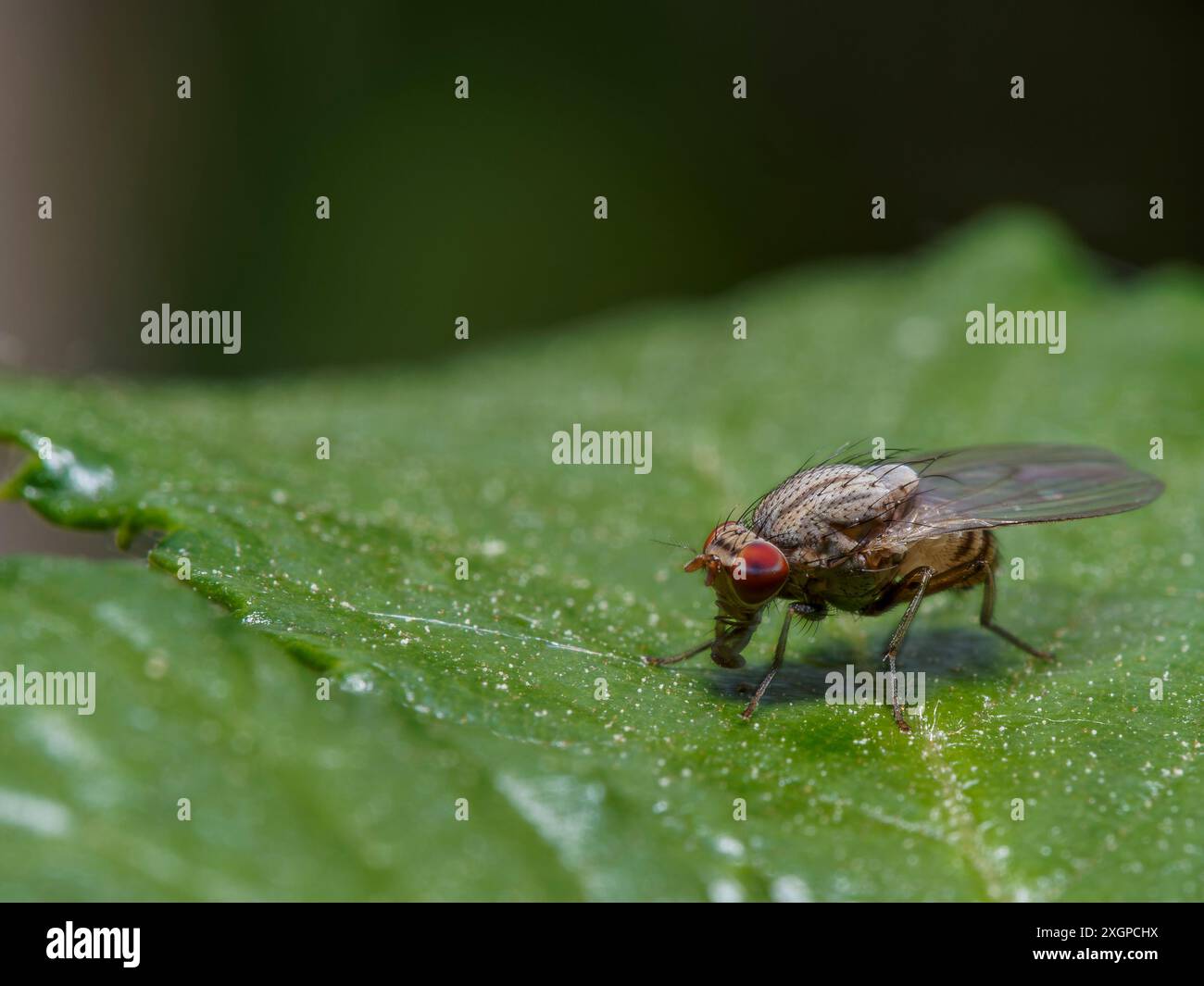 Fliege, fliegende Insekten, rote, prallende Augen Stockfoto