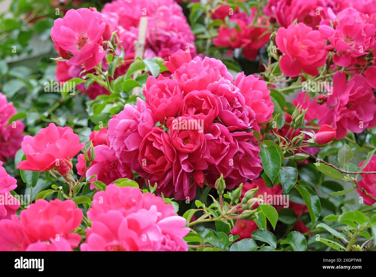 Dunkelmagentarosa Bodenbedeckungsrose, rosa „Blumenteppich Pink“ in Blüte. Stockfoto