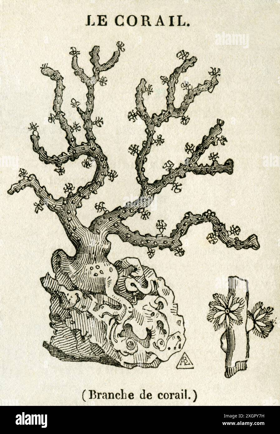 Europa, Frankreich, Koralle, Motiv aus dem französischen Magazin : Le Magasin Pittoresque , 1837 / Europe, France, Coral , Bild aus dem französischen magasin : Le Magasin Pittoresque, 1837 Stockfoto