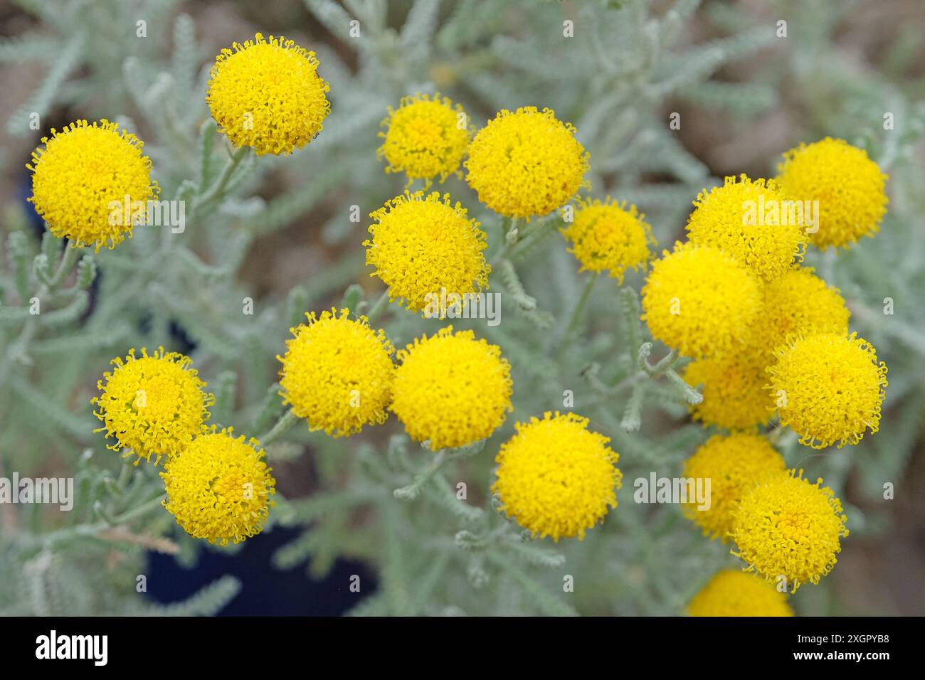 Pflanze gelbe Kugeln Stockfotografie