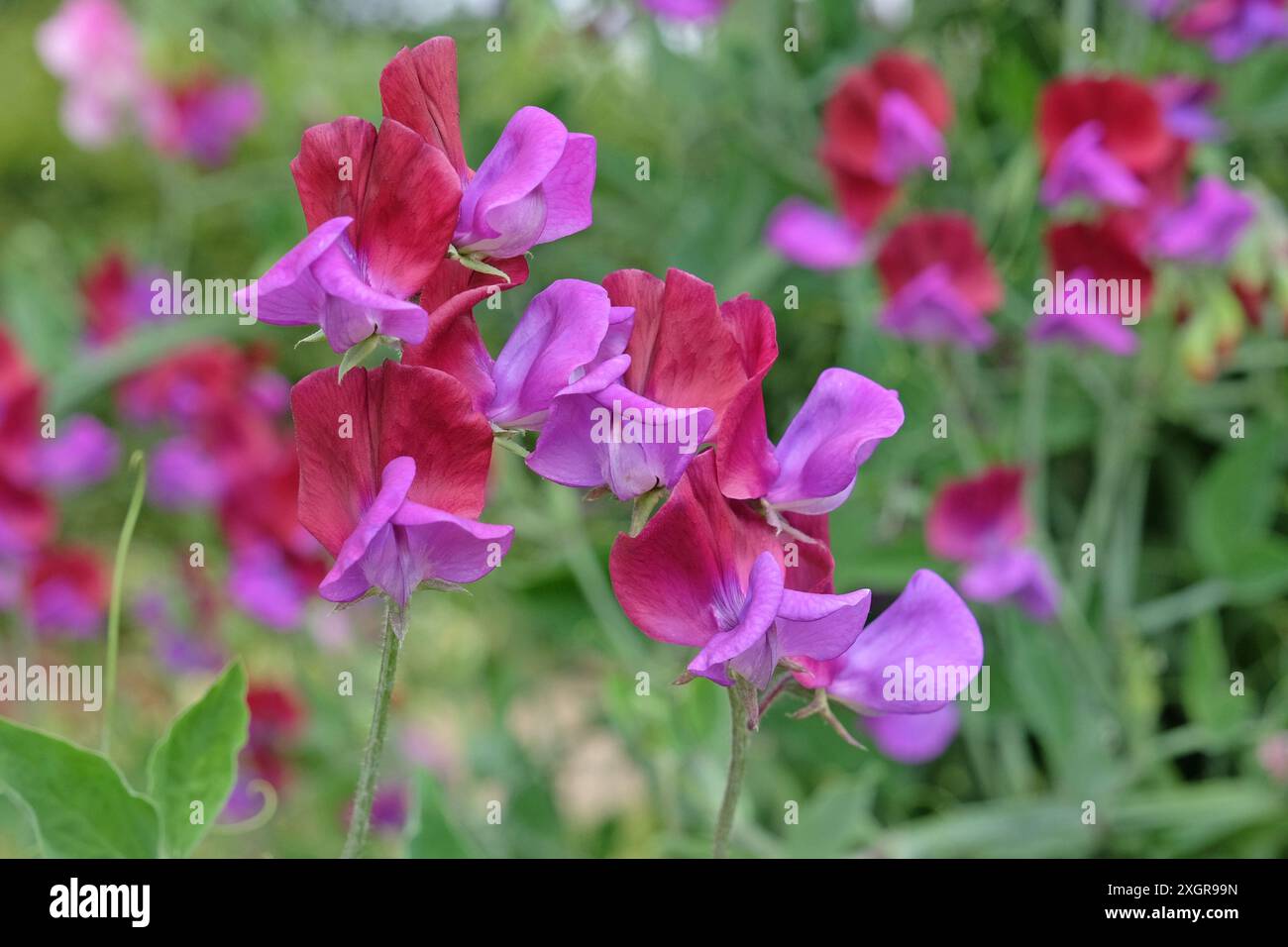 Rote und violette Lathyrus odoratus, Süßerbse „Cupani“ in Blüte. Stockfoto