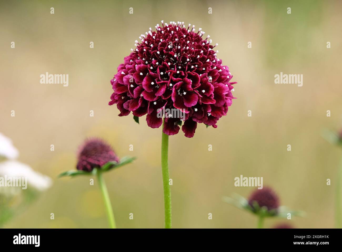 Dunkelburgunderrote Scabiosa atropurpurea, schmeichelhafte oder kissenförmige Blüte „Schwarzer Ritter“ in Blüte. Stockfoto