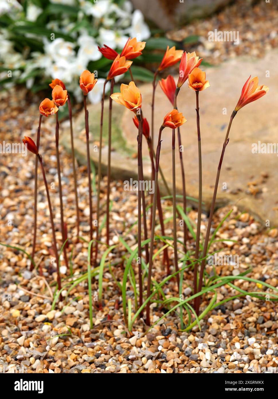 Rio Grande Copperlily oder Barbados Snowdrop, Zephyranthes tubispatha, syn. Habranthus tubispathus, Amaryllidacea. Südamerika. Stockfoto