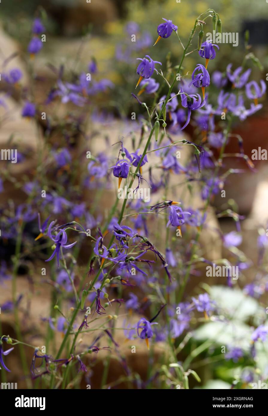 Conanthera bifolia, Techophilaeaceae. Chile, Südamerika. Sie ist von den Regionen Valparaíso bis Araucanía verbreitet. Stockfoto