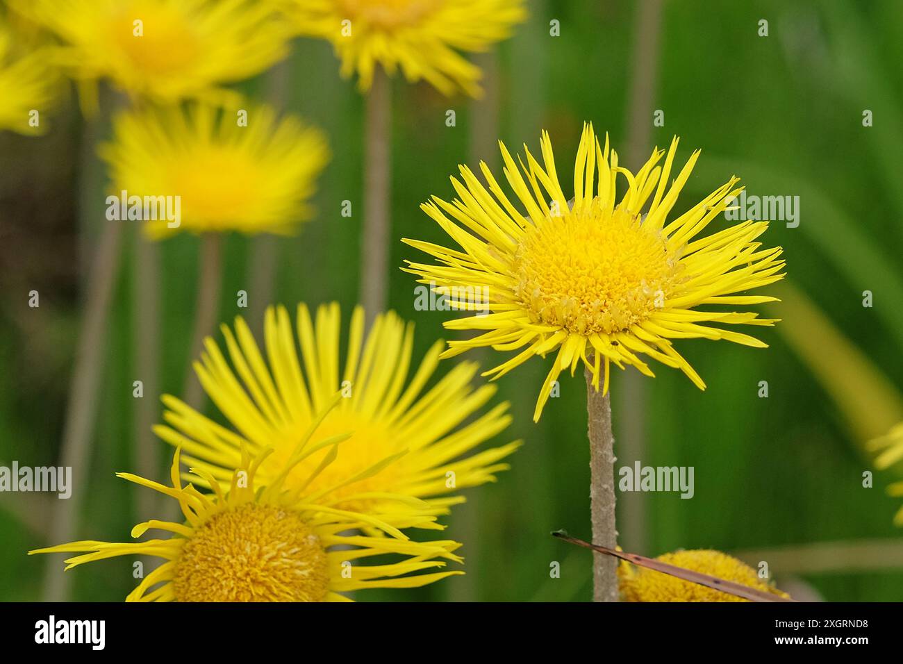 Gelbes Inula helenium, Elekampan, in Blüte. Stockfoto