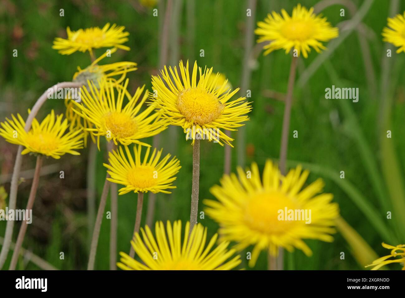 Gelbes Inula helenium, Elekampan, in Blüte. Stockfoto