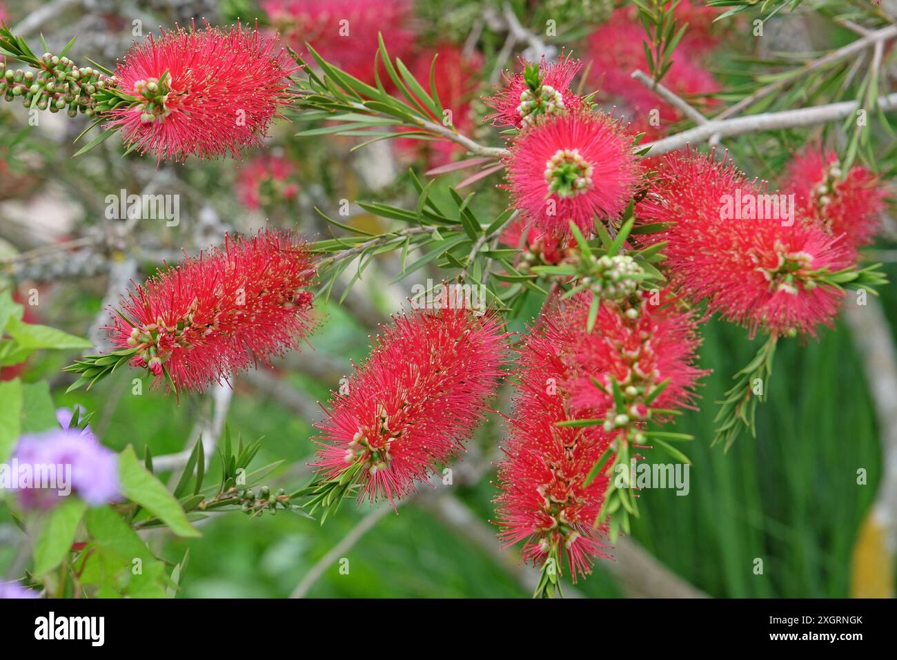 Hellroter Callistemon citrinus, purpurpurrote Pinsel „splendens“ in Blüte. Stockfoto