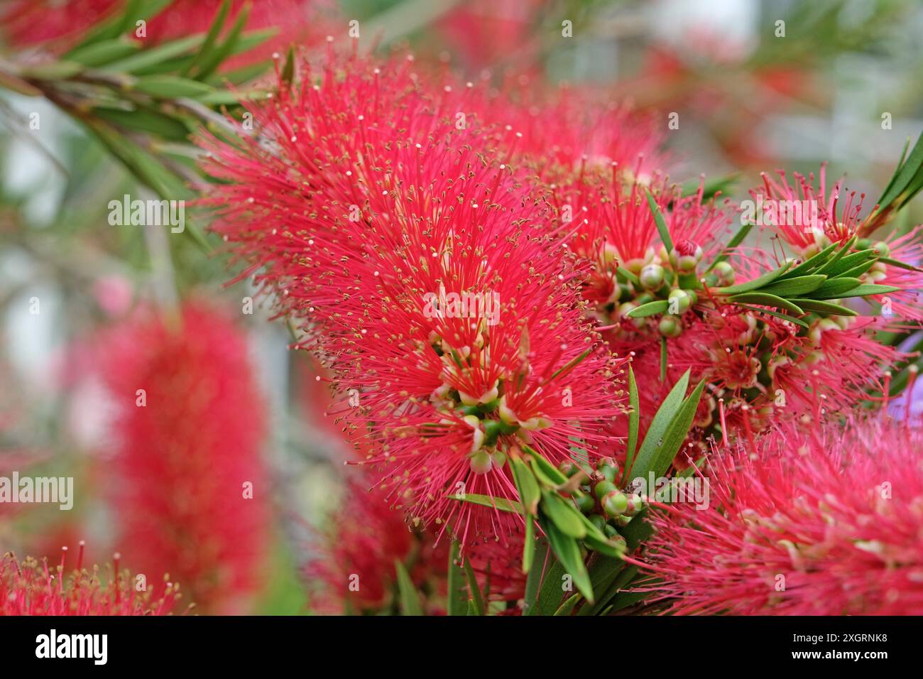 Hellroter Callistemon citrinus, purpurpurrote Pinsel „splendens“ in Blüte. Stockfoto