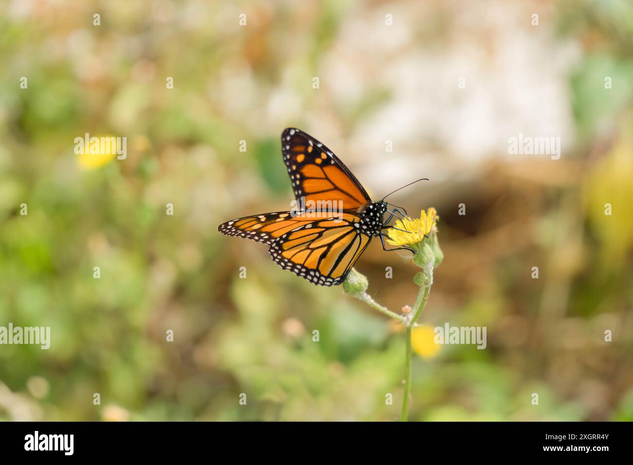 Monarchschmetterling (Danaus plexippus) sammelt Nektar vom Hawk's-Bart, Madeira Portugal. Juni 2024 Stockfoto