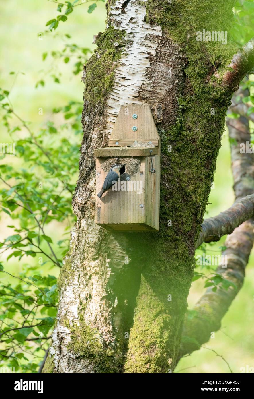 Adulte Nuthatch (Sitta europaea), die Wirbellose in die Nestbox nehmen, um junge Tiere zu füttern. Gilfach Nature Reserve, Rhayader Wales, Großbritannien. Mai 2024 Stockfoto