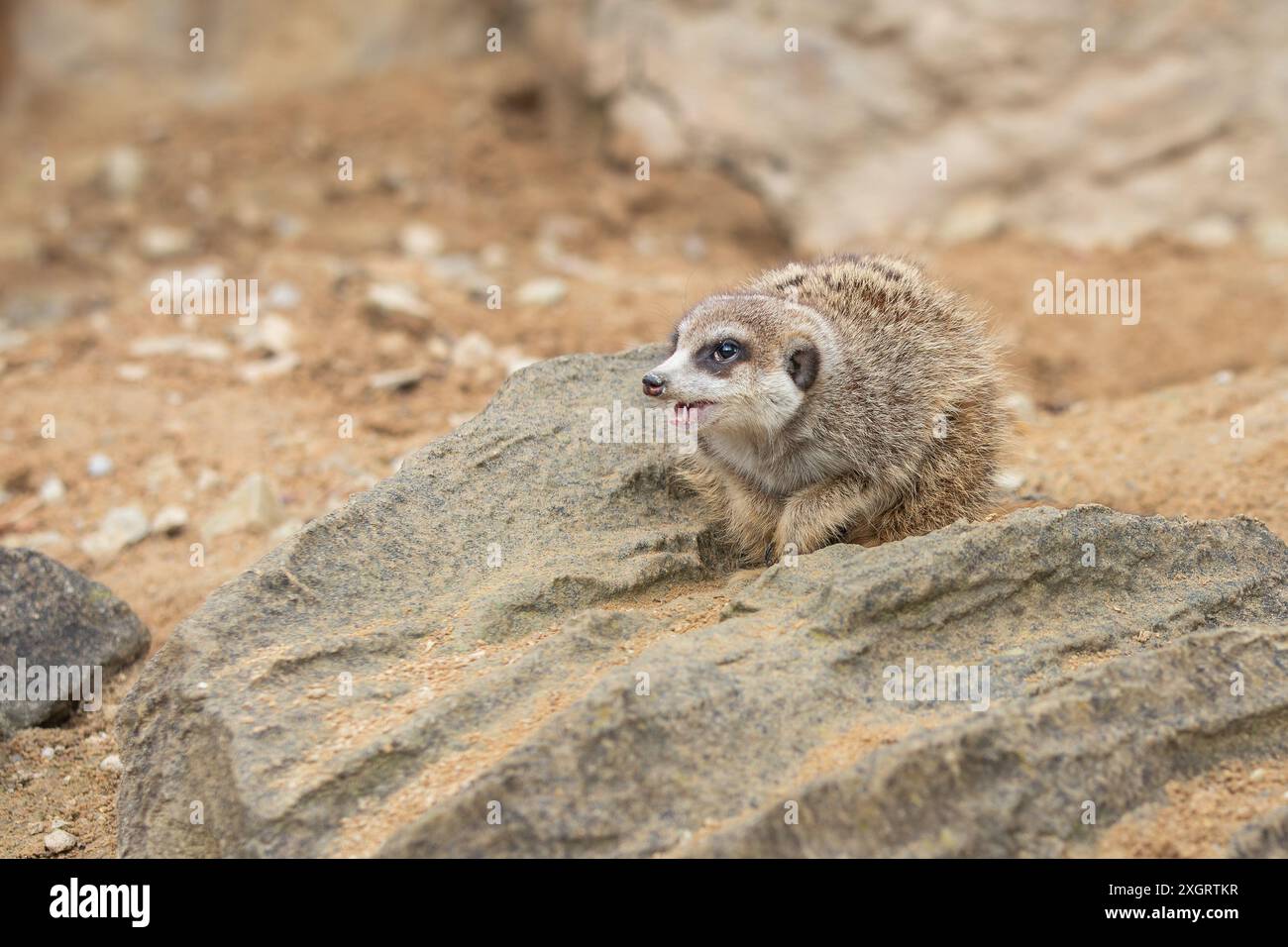 Erdmännchen, auch bekannt als Suricate mit offenem Mund am Felsen im Zoologischen Garten. Afrikanische kleine Mungos schreien Stein im Zoo. Stockfoto