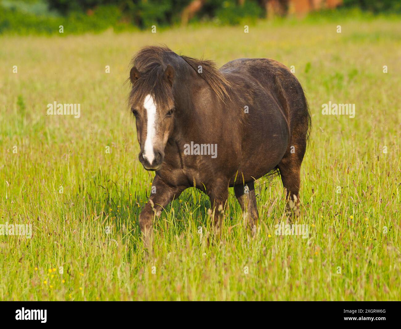 Ein hübsches einheimisches Pony steht in einem Sommerkoppel Stockfoto