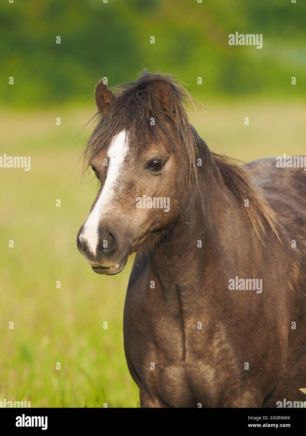 Ein hübsches einheimisches Pony steht in einem Sommerkoppel Stockfoto