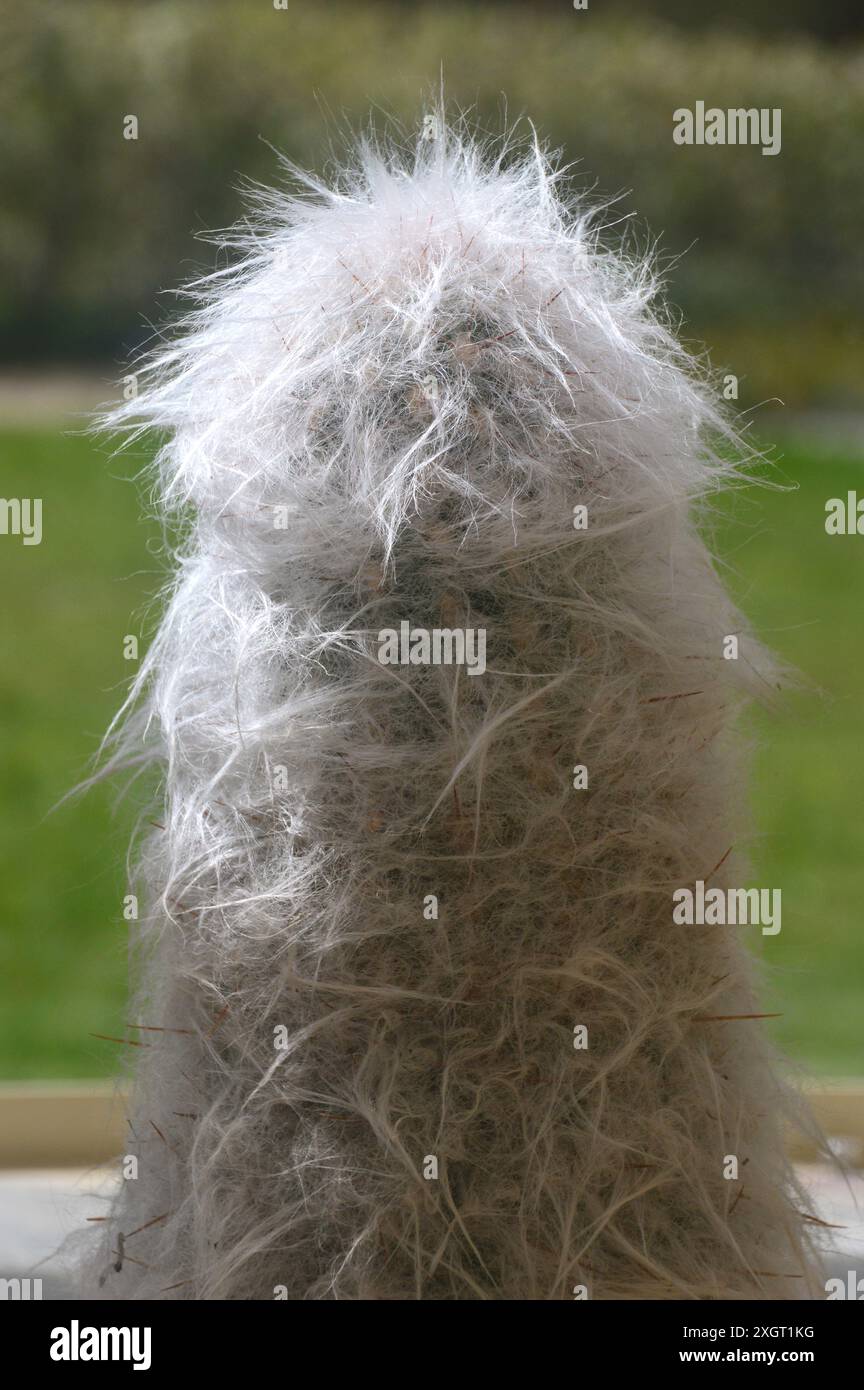 Oreocereus Trollii großer Kaktusanbau im Alpine House im RHS Garden Harlow Carr, Harrogate, Yorkshire, England, Vereinigtes Königreich. Stockfoto