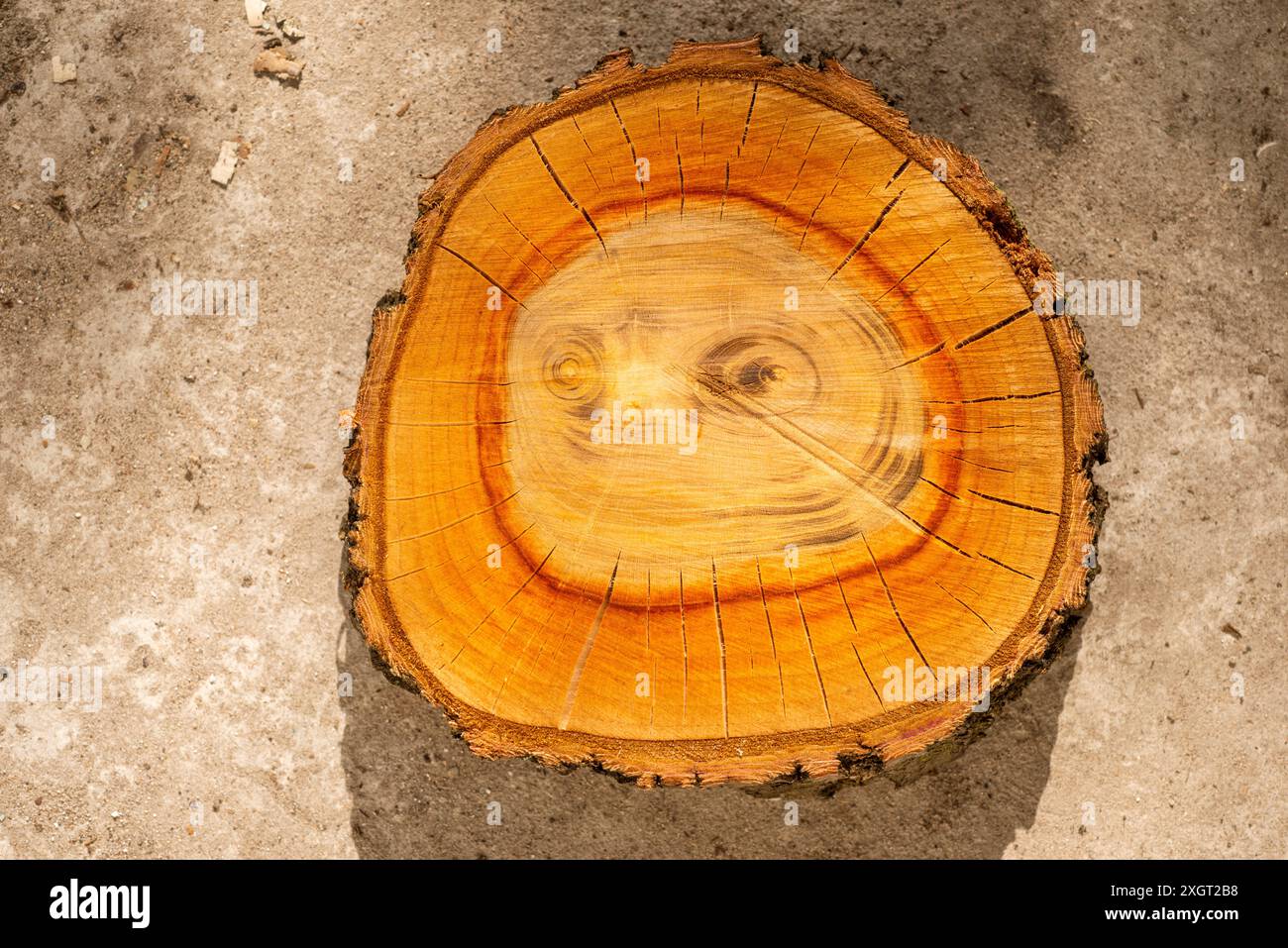 Malerischer Doppelkern-Holzschnitt auf Betonhintergrund Stockfoto