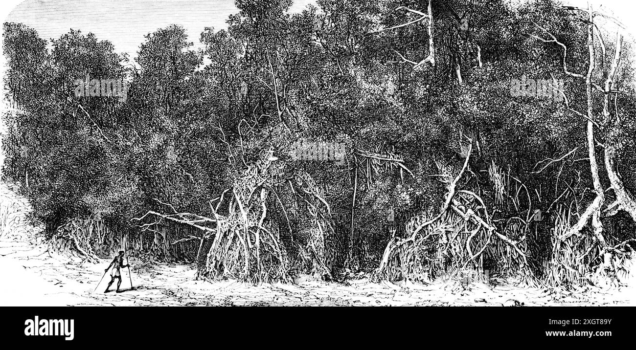 Mangrovenwald an der Mündung des Kongo-Flusses, Parc Marin des Mangroves Kongo, Demokratische Republik Kongo, historische Abbildung 1886 Stockfoto