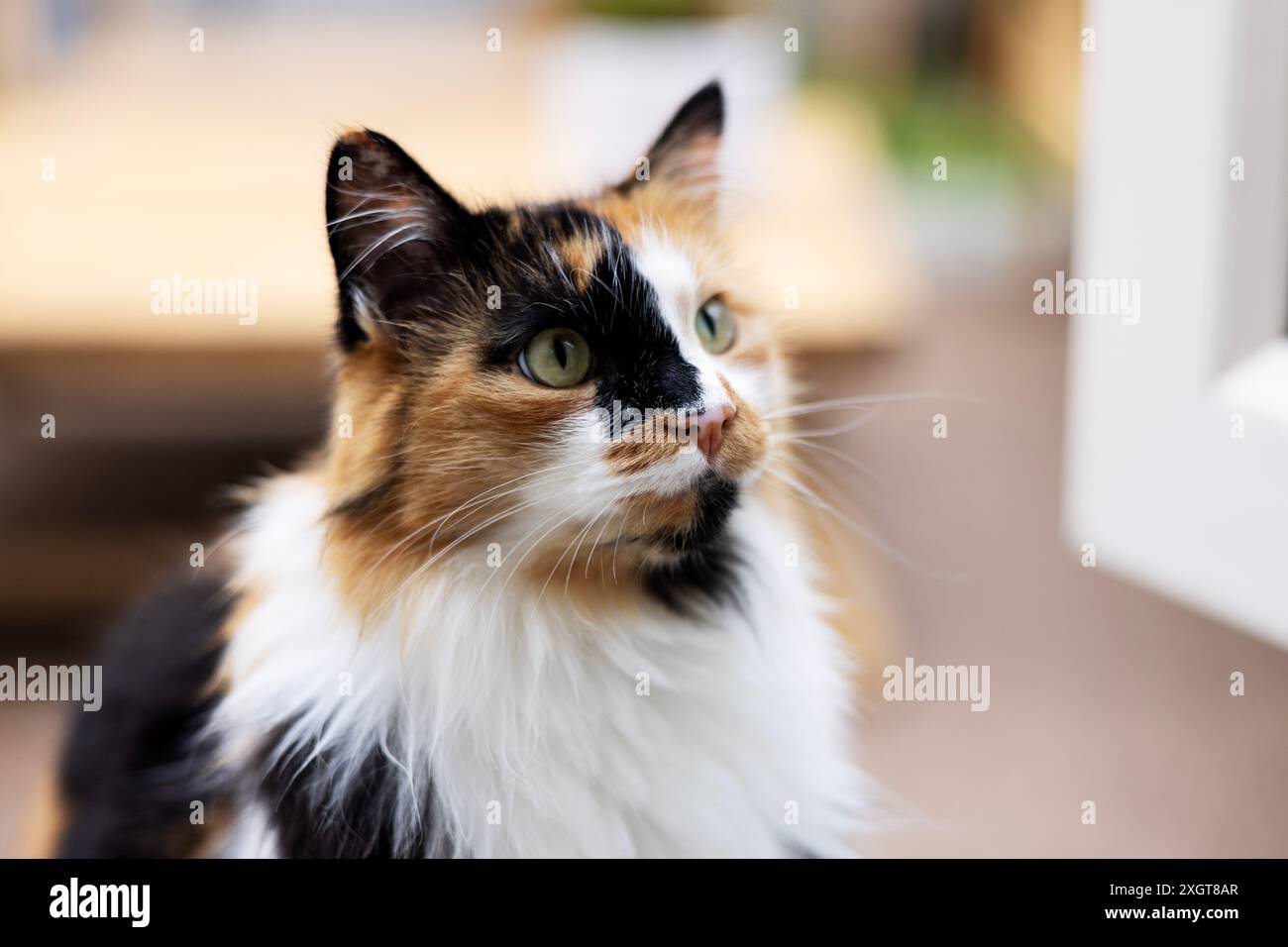 Eine langhaarige Calico-Katze mit auffälligen schwarzen Markierungen im Gesicht sitzt draußen in einem Garten. Stockfoto