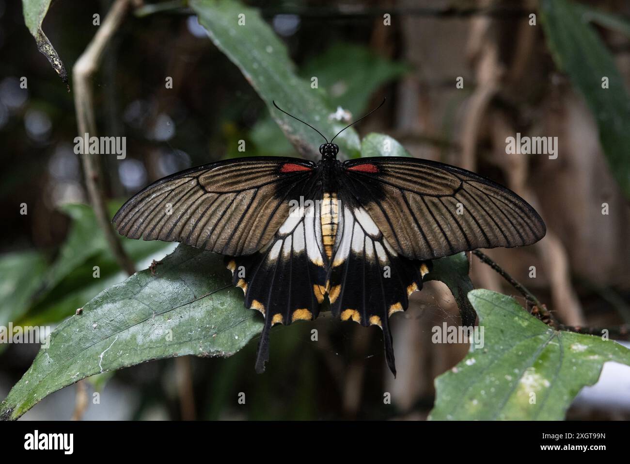 Papilio memnon, der große mormonische Schmetterling, ein Schwalbenschwanz aus Südasien. Stockfoto