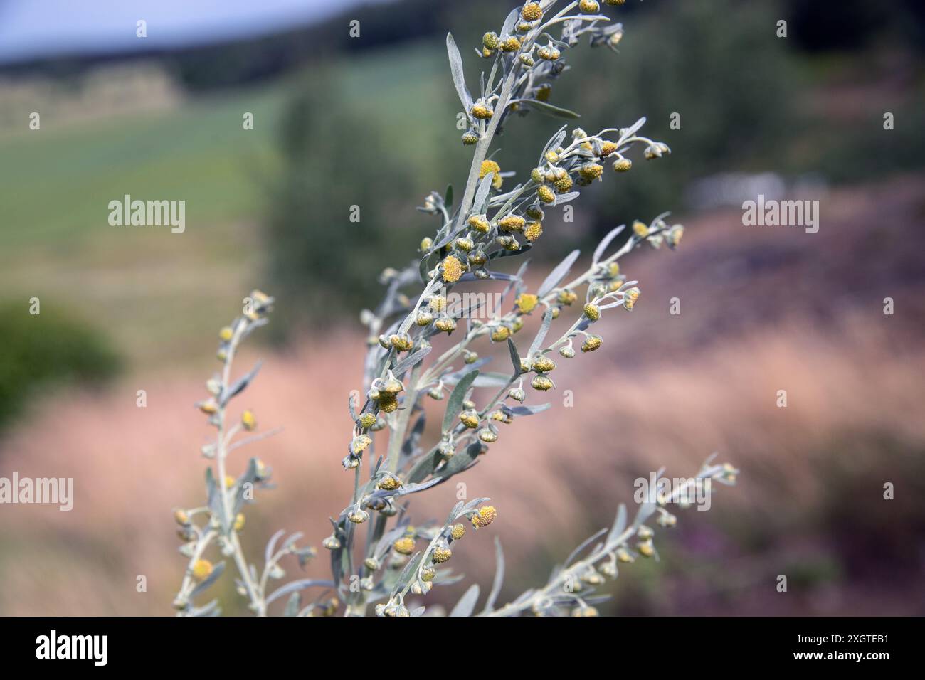 Gelbe Blume Wermut (Artemisia absinthium) Stockfoto