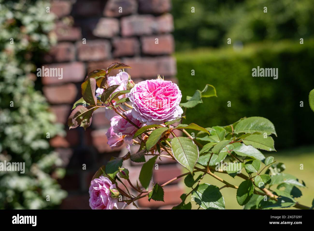 Leuchtend rosa Floribunda Rose blüht in einem üppigen Busch aus leuchtend grünen Blättern Stockfoto