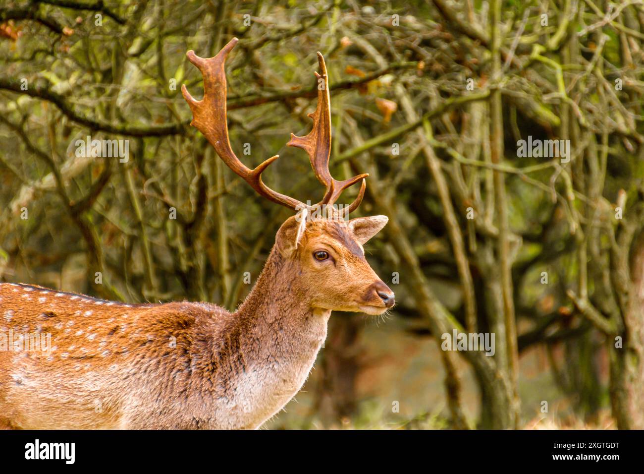 Ein neugieriger Hirsch steht in einem Wald umgeben von Bäumen und beobachtet friedlich seinen natürlichen Lebensraum. Stockfoto