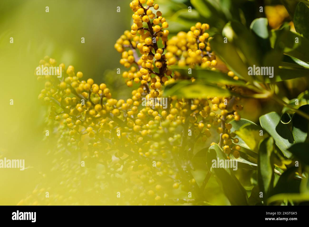Heptapleurum arboricola, Zwergumbrela-Baum, natürlicher Makro-floraler Hintergrund Stockfoto