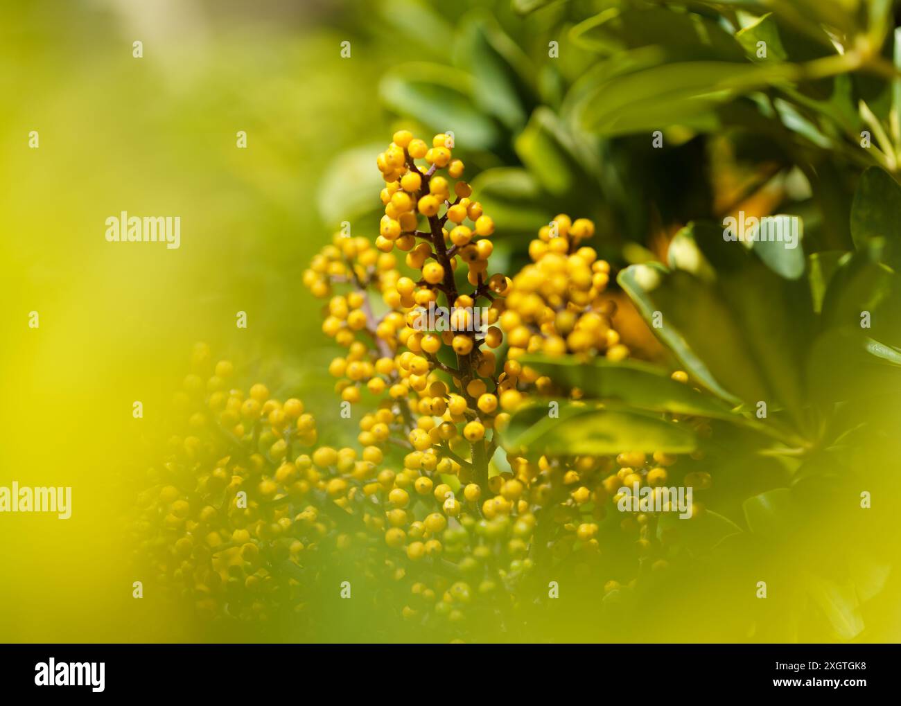 Heptapleurum arboricola, Zwergumbrela-Baum, natürlicher Makro-floraler Hintergrund Stockfoto