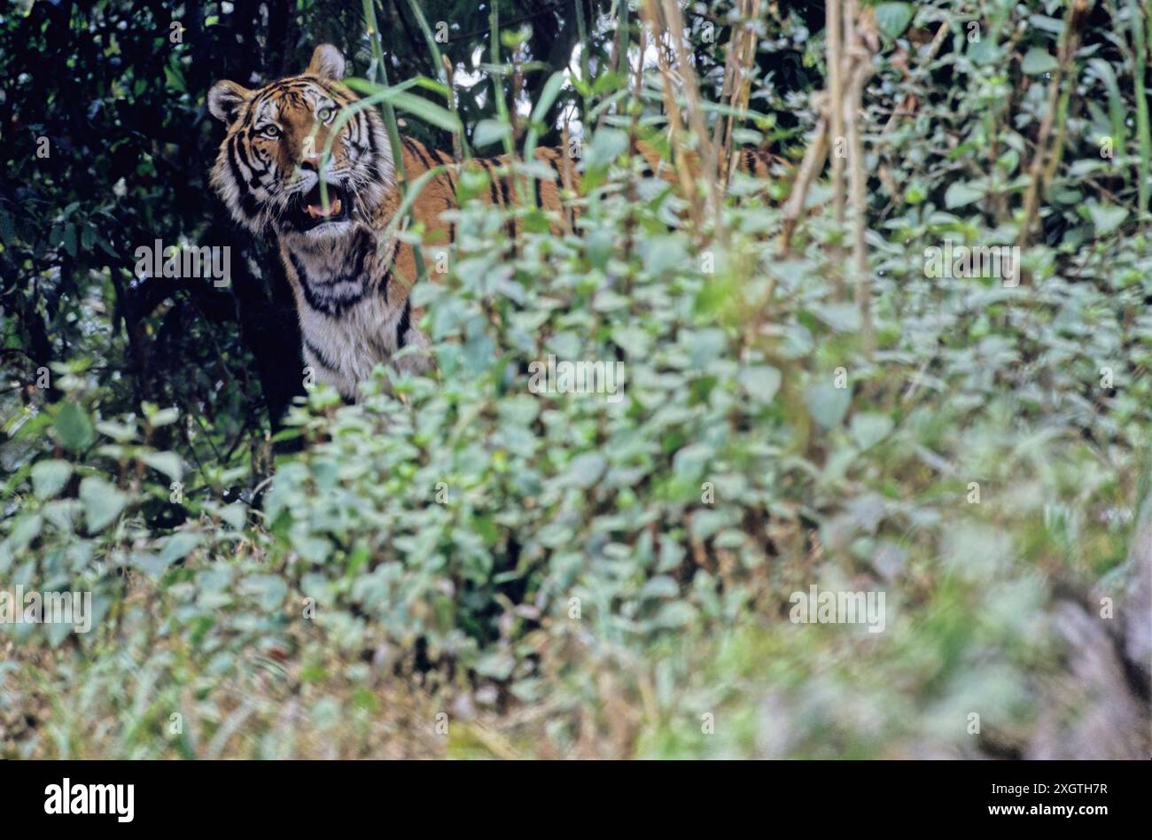 Der sibirische Tiger oder Amurtiger ist eine Population der Tigersubart Panthera tigris tigris, die im russischen Fernen Osten, Nordostchina und po beheimatet ist Stockfoto