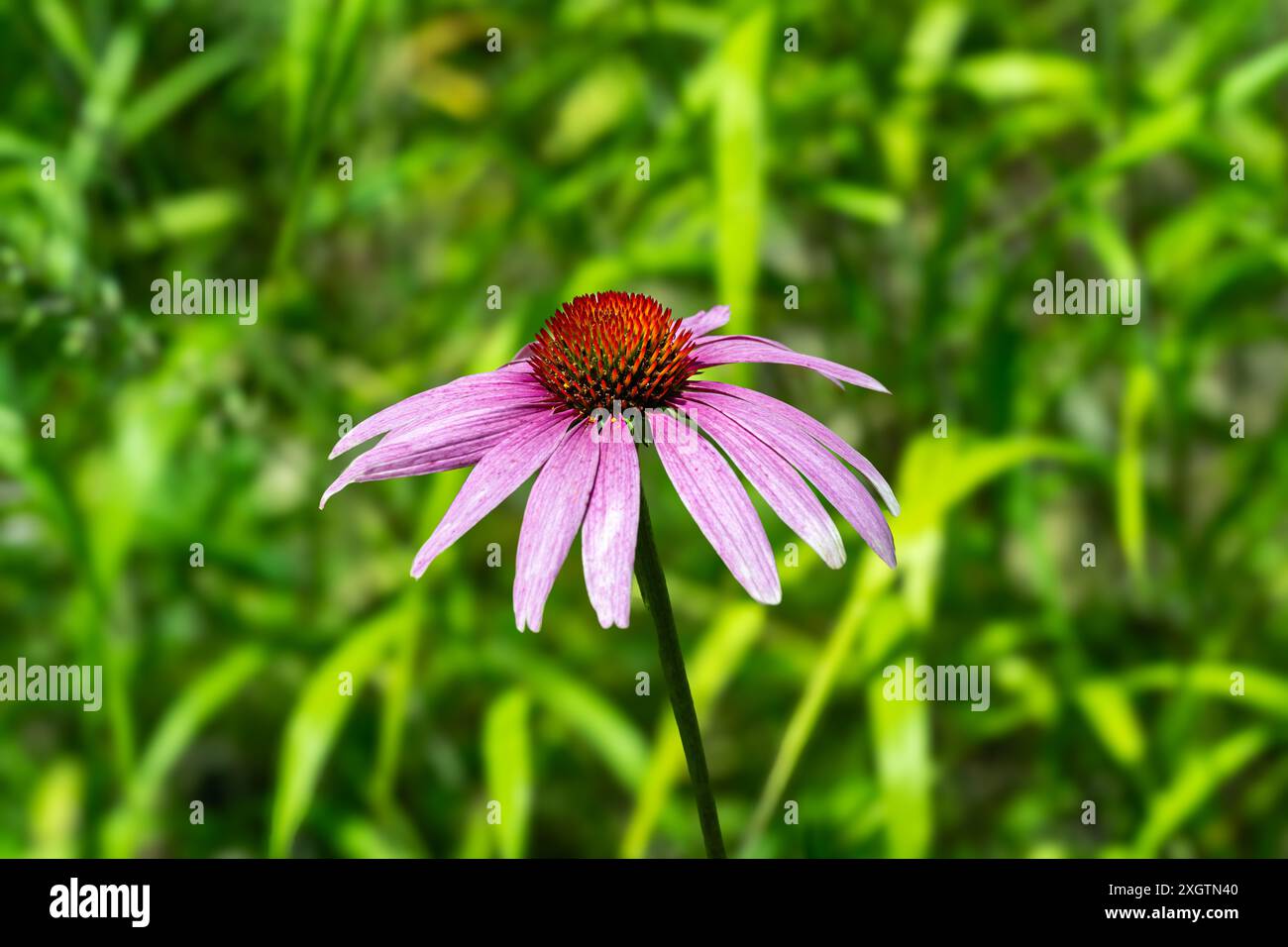 Echinacea, Purple Coneflower, Echinacea purpurea. Botanischer Garten, Frankfurt, Deutschland, Europa Stockfoto