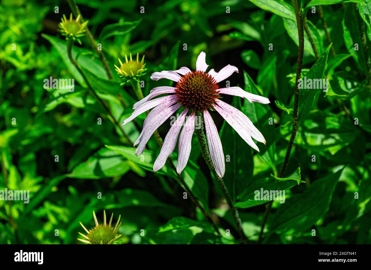 Echinacea, Purple Coneflower, Echinacea purpurea. Botanischer Garten, Frankfurt, Deutschland, Europa Stockfoto