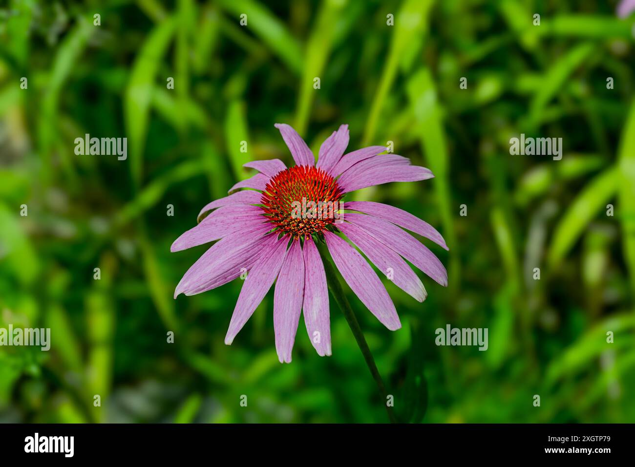 Echinacea, Purple Coneflower, Echinacea purpurea. Botanischer Garten, Frankfurt, Deutschland, Europa Stockfoto