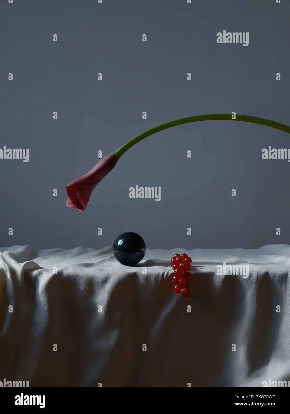 Ein künstlerisches Stillleben mit einer gefalteten rosa Calla-Lilienblüte, einer reflektierenden schwarzen Kugel und einem Johannisbeerstrauch-Ornament, alles sorgfältig auf einem angeordnet Stockfoto