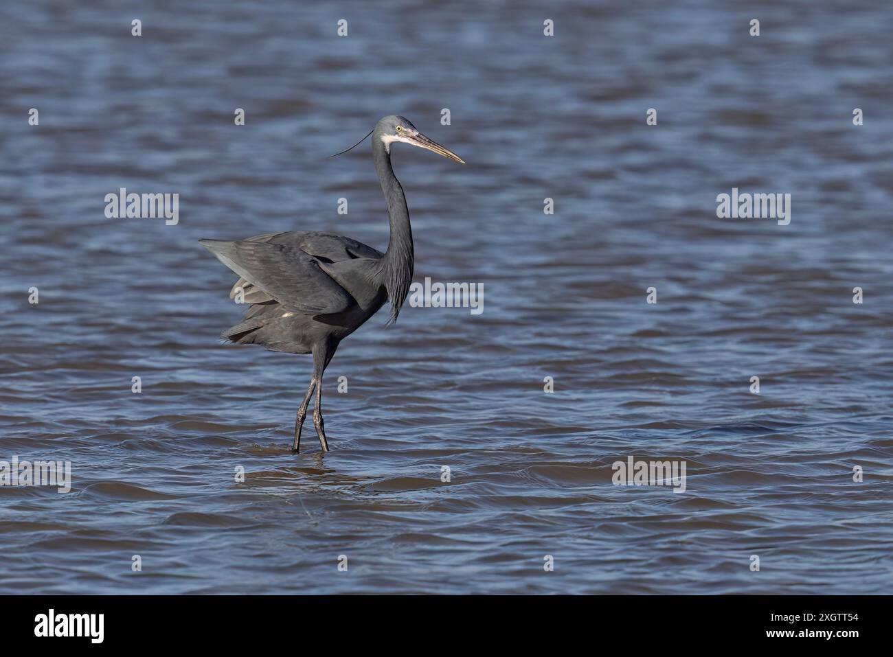 Western Reef Heron, Saint Louis, Senegal, März 2024 Stockfoto