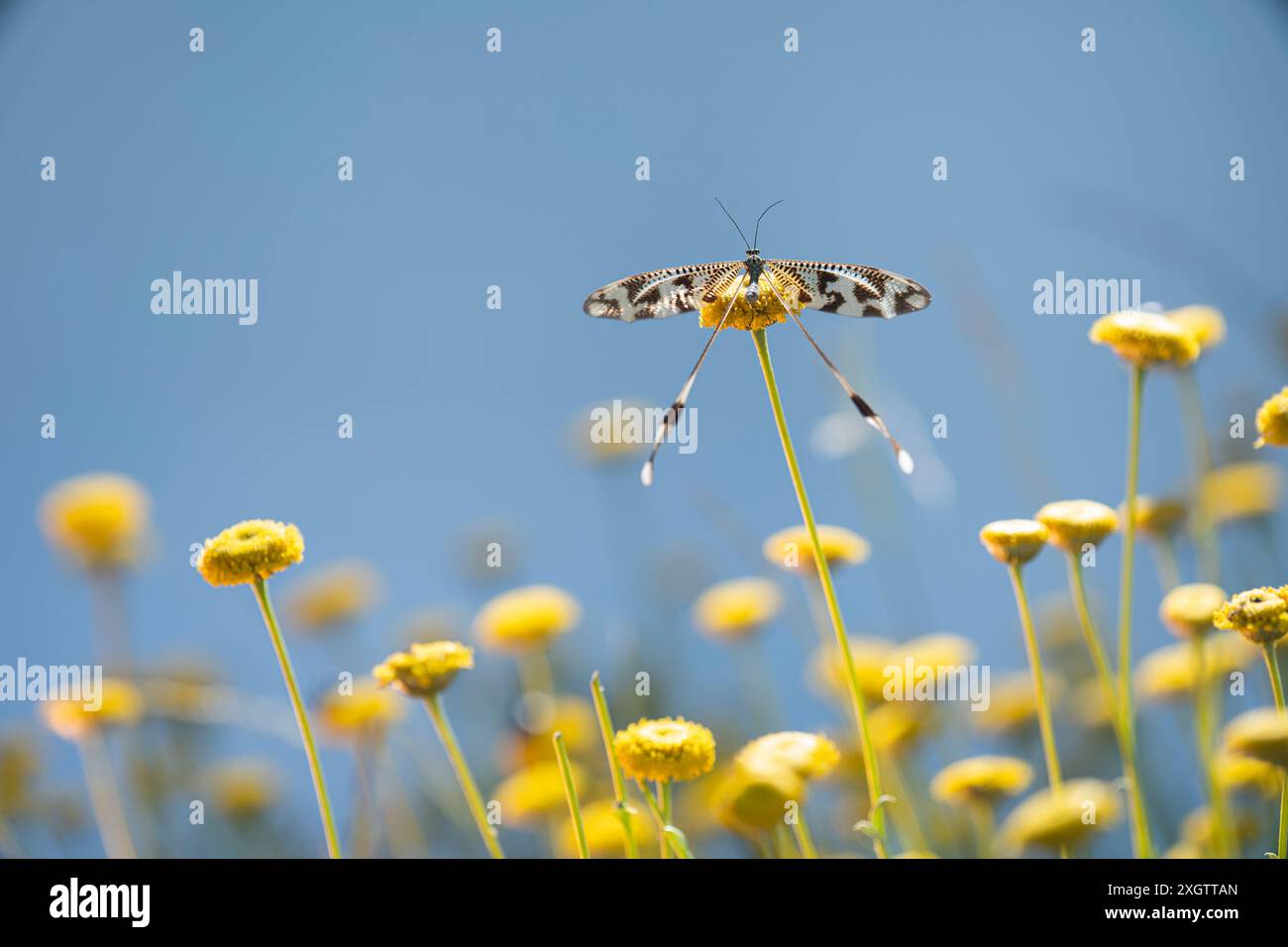 Ein atemberaubender Schuss, der eine Nemoptera Bipennis, auch als Fadenflügelschnürung bekannt, auf leuchtend gelben Wildblumen unter einem klaren Himmel thront Stockfoto