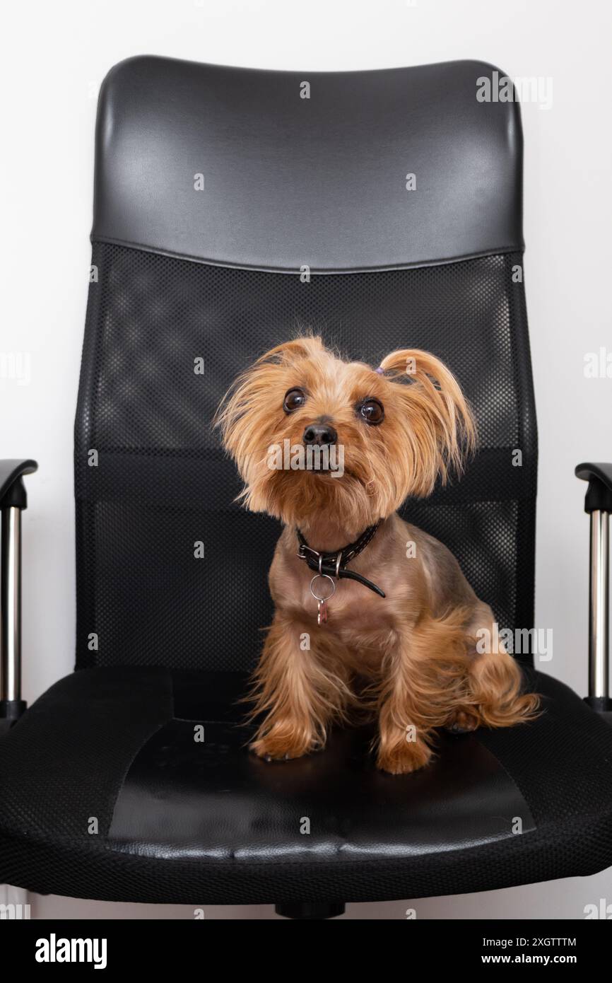 Ein bezaubernder Yorkshire Terrier sitzt selbstbewusst auf einem schwarzen Bürostuhl und bildet einen reizvollen Kontrast zu seinem glänzenden braunen Fell und den eleganten des Stuhls Stockfoto