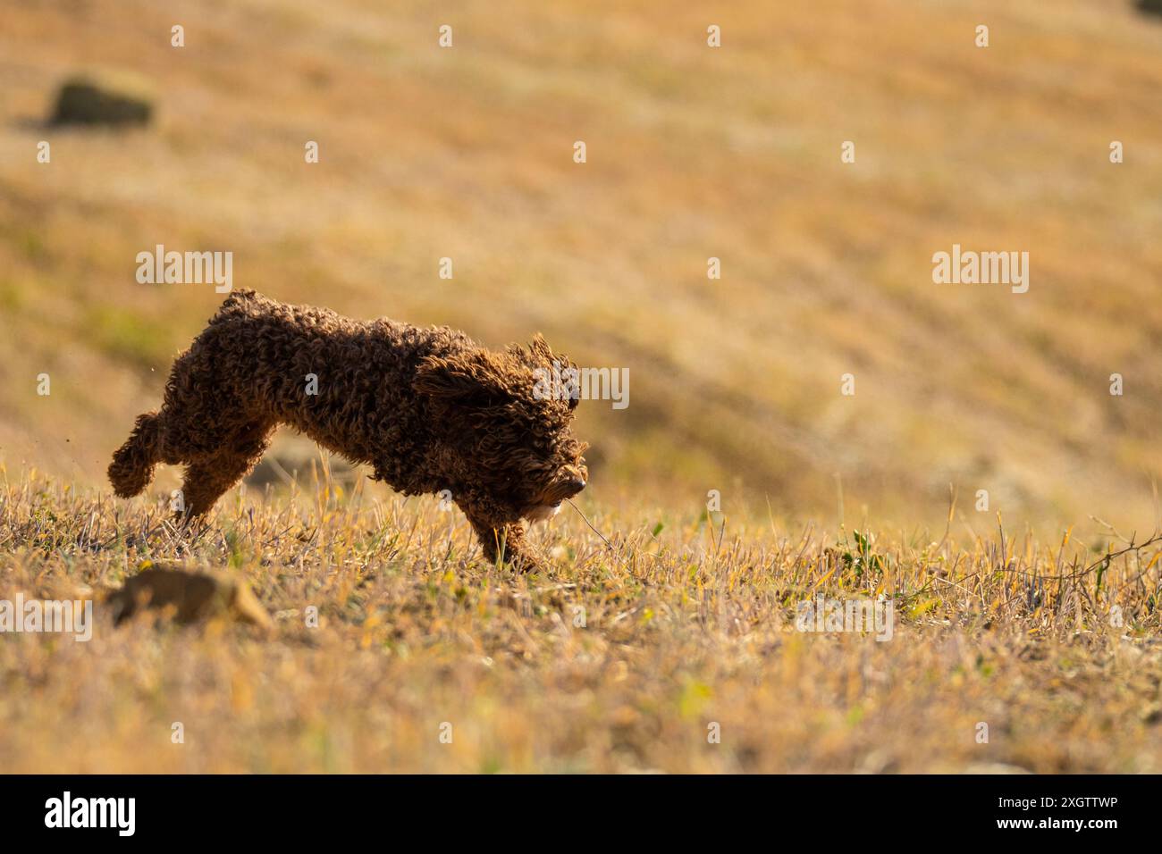 Ein spanischer Wasserhund wird im mittleren Schritt auf einem sonnendurchfluteten, trockenen Grasfeld dargestellt. Sein lockiges, dichtes Fell steht im Kontrast zu den goldenen Farbtönen der Landschaft Stockfoto