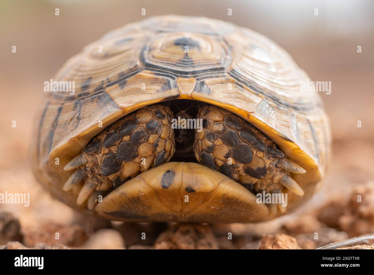 Ein detailliertes Nahbild einer Testudo graeca, allgemein bekannt als die Sporenschildkröte oder Tortuga Mora, die sich in ihre Hülle unter ihren natura zurückzieht Stockfoto