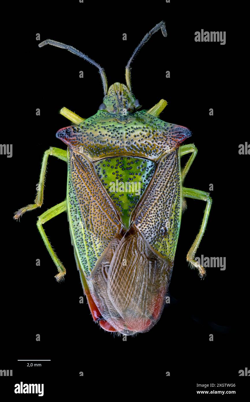 Weißdornschild-Bug (Acanthosoma haemorrhoidale). Südwestnorwegen im Juni. Stockfoto