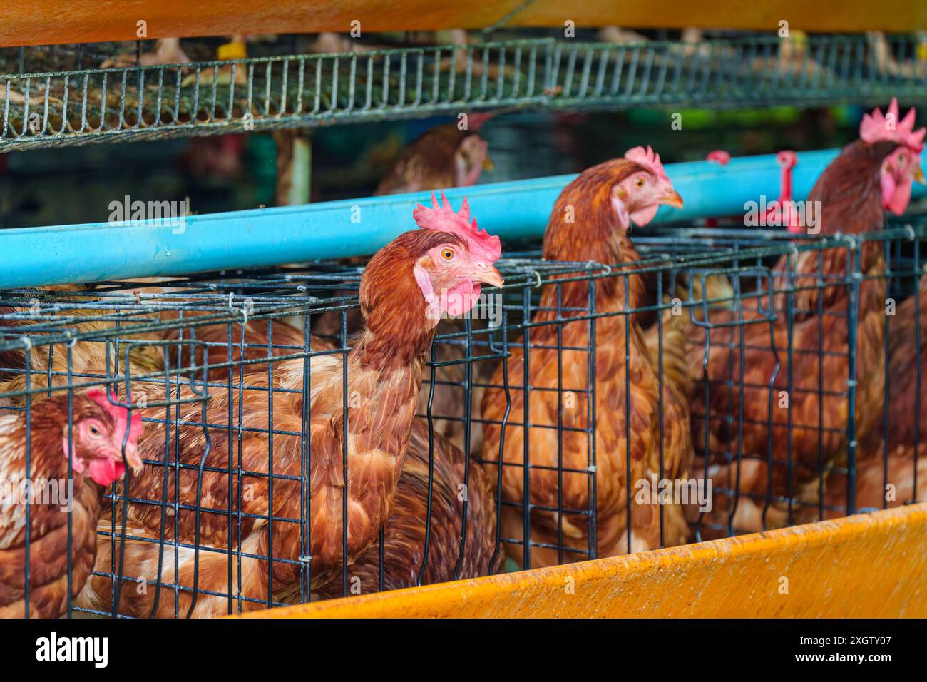 Hühnerhaltung für die Fleisch- und Eiproduktion in Kühen und Käfigen Stockfoto