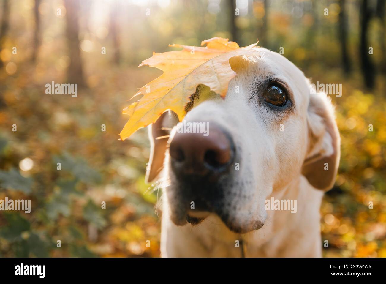 Niedlicher verspielter Hund im Herbstwald. Porträt von labrador Retriever mit gelbem Blatt auf dem Kopf. Stockfoto
