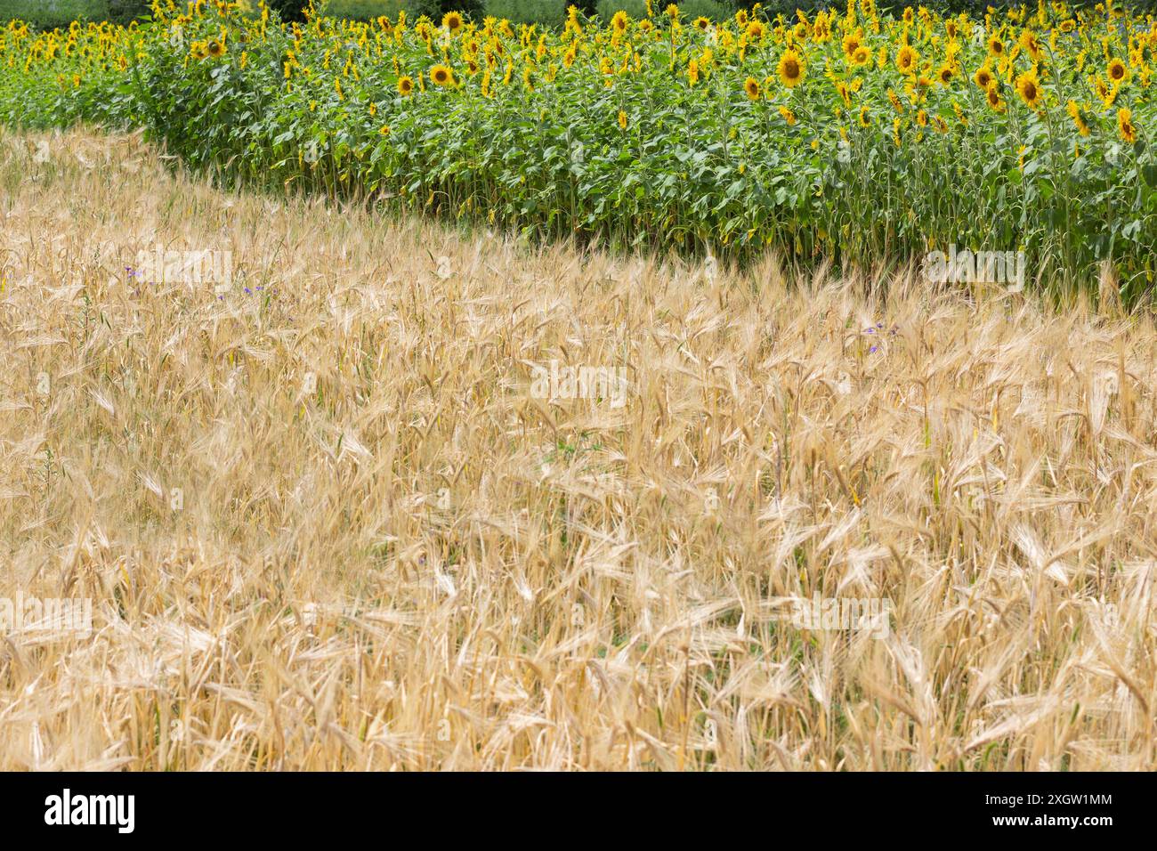 Ländliche Landschaft. Der Roggen reift und die Sonnenblumen blühen. Stockfoto