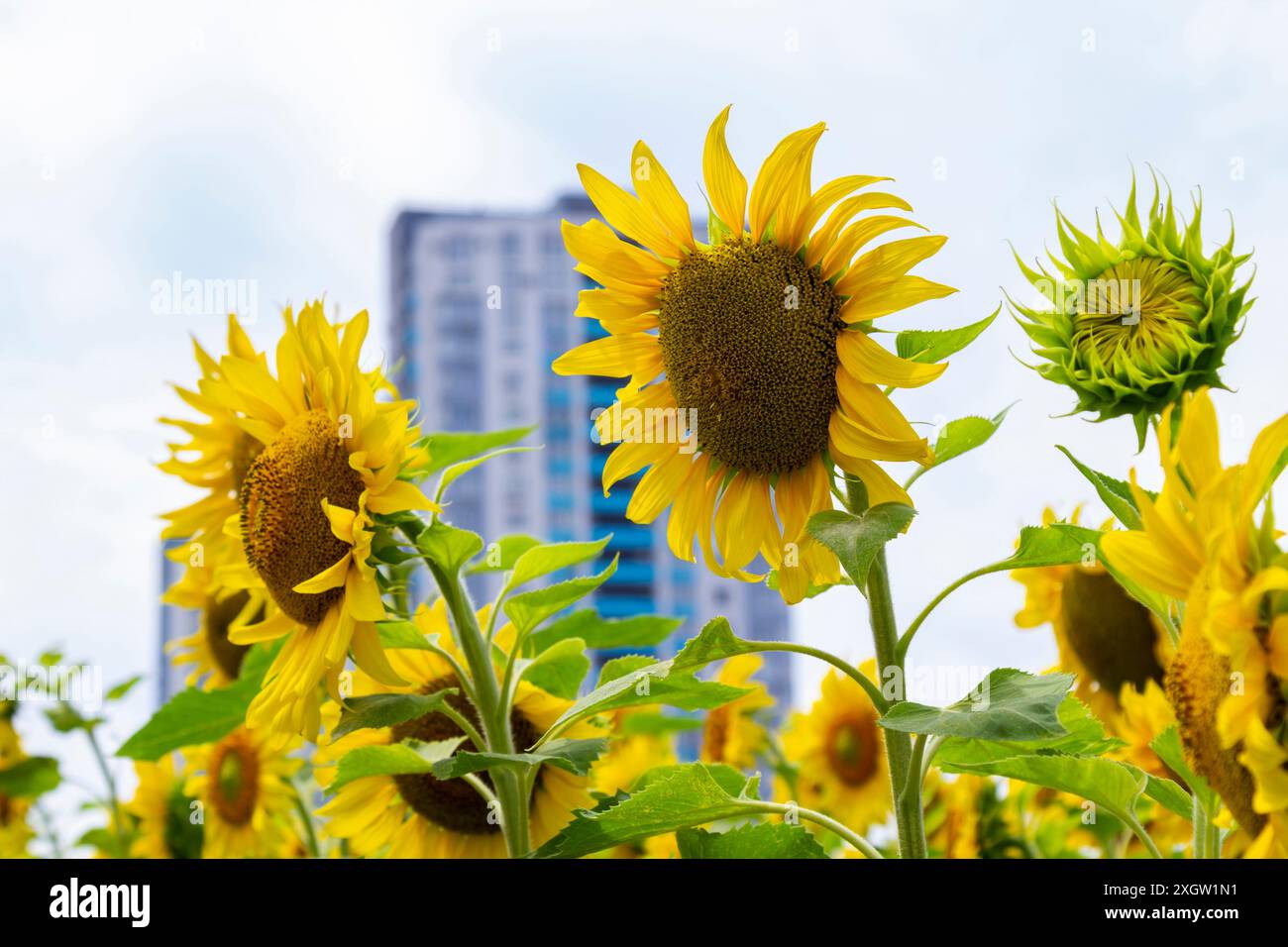Urbane Szene. Sonnenblumen blühen. Im entfernten Wohngebäude. Stockfoto