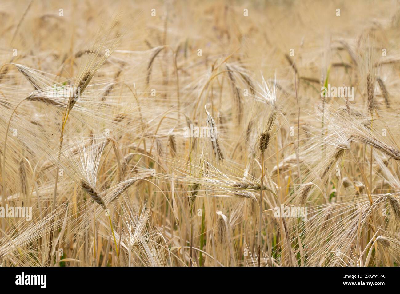 Roggen reift auf dem Feld. Große Roggenohren. Hintergrund. Nahaufnahme. Stockfoto