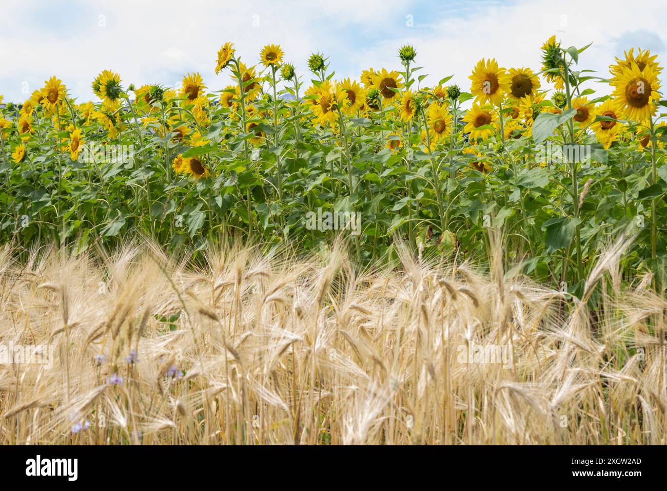 Nicht-städtische Landschaft. Sonnenblumen blühen. Blauer Himmel. Der Roggen reift Stockfoto