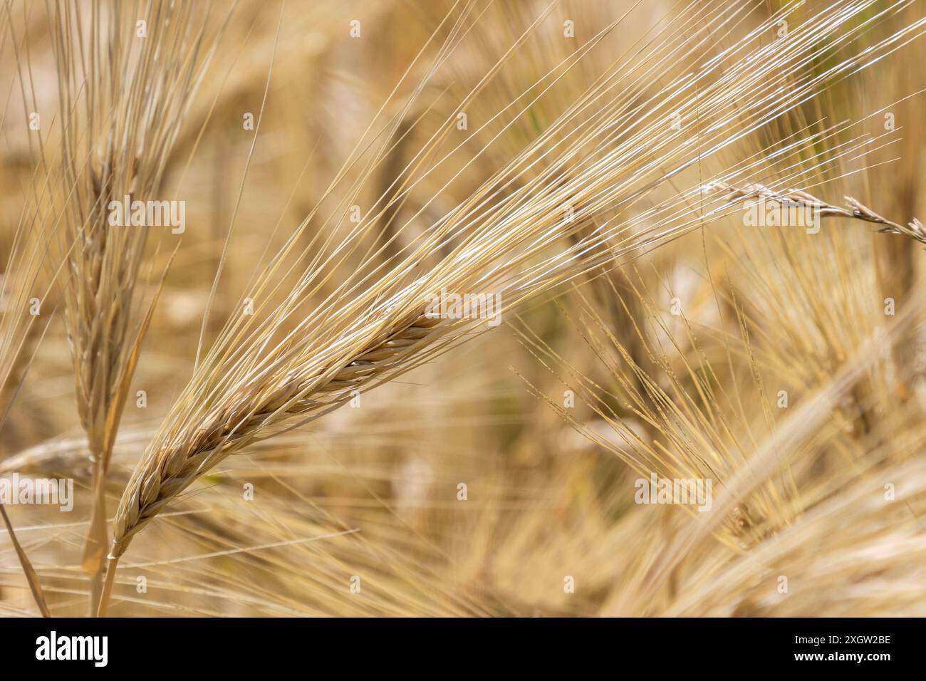 Spikelets von Roggen auf dem Feld. Hintergrund. Nahaufnahme. Stockfoto