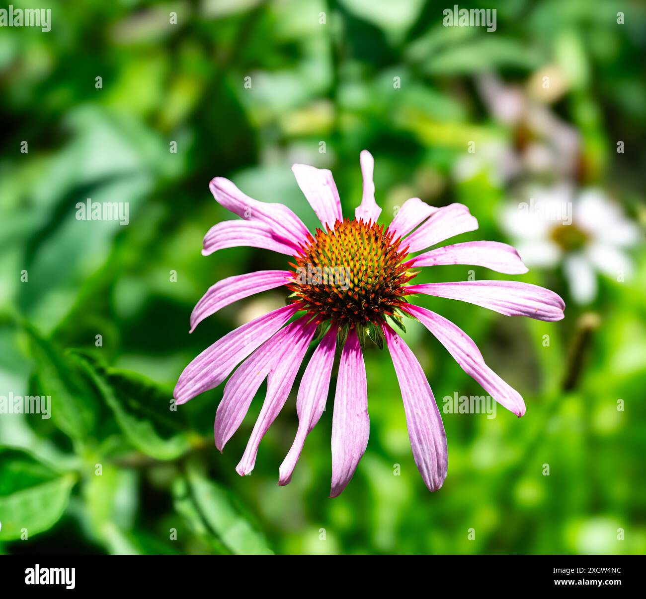 Echinacea, Purple Coneflower, Echinacea purpurea. Botanischer Garten, Frankfurt, Deutschland, Europa Stockfoto