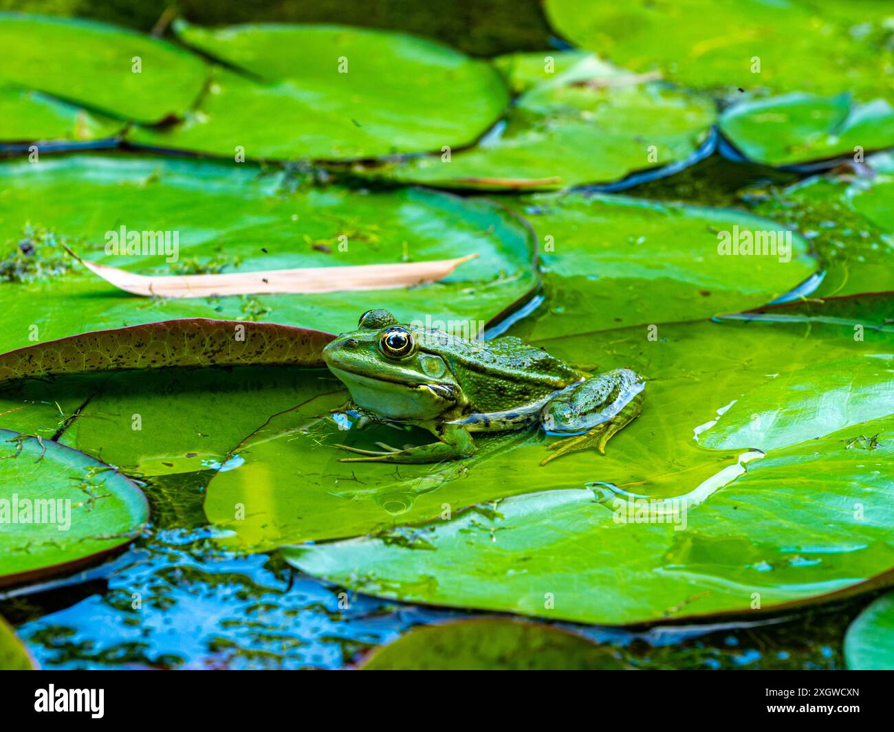 Speisefrosch, Pelophylax esculentus, Niedersachsen, Deutschland, Europa Stockfoto